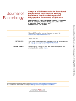 Operon opp Oligopeptide Permease ( Borrelia