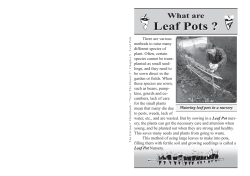 Leaf Pots ?