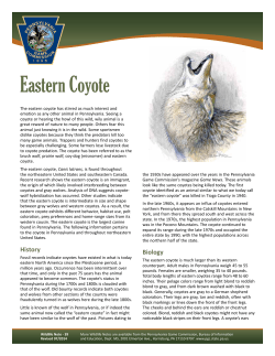 Eastern Coyote - Rachel Carson Trails Conservancy
