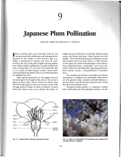 Japanese Plum Pollination