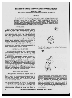 Somatic Pairing in Drosophila virilis Mitosis
