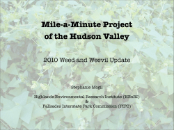 Mile-a-Minute Project of the Hudson Valley