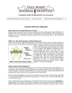 Caring for South Tampa pets for over 50 years!