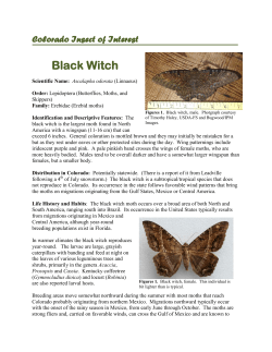 Colorado Insect of Interest