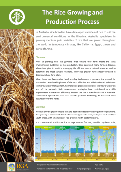 The Rice Growing and Production Process