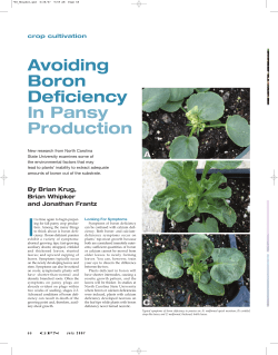 Avoiding Boron Deficiency In Pansy Production