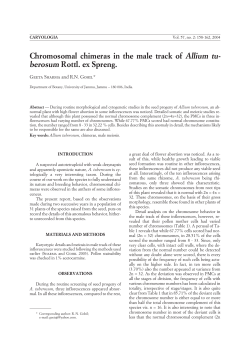 Chromosomal chimeras in the male track of Allium tu