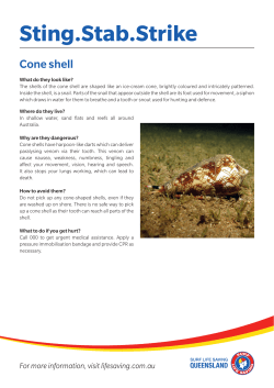 Cone shell
