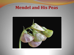 Mendel and his Peas (PowerPoint)