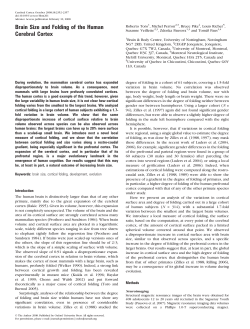 Brain Size and Folding of the Human Cerebral