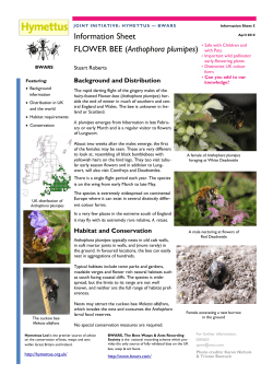 Information Sheet FLOWER BEE (Anthophora plumipes)