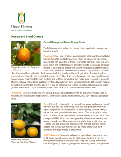 Orange and Blood Orange