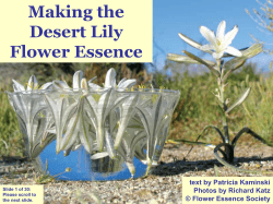Desert Lily - Flower Essence Society
