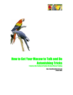 How to Get Your Macaw to Talk and Do Astonishing