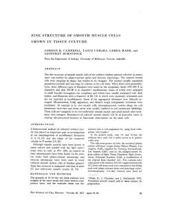fine structure of smooth muscle cells grown in