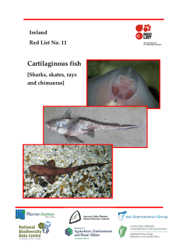 Cartilaginous fish