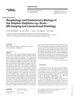 Morphology and Evolutionary Biology of the Dolphin ( Delphinus sp