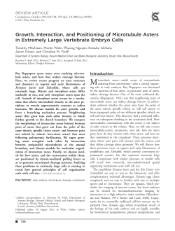 Growth, interaction, and positioning of microtubule asters in