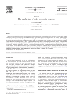 The mechanism of sister chromatid cohesion