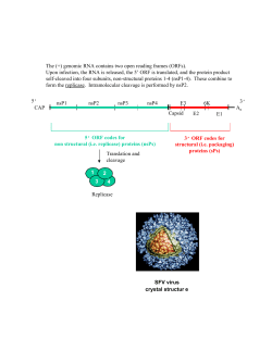 The (+) genomic RNA contains two open reading frames (ORFs