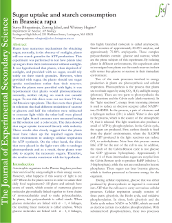 Sugar uptake and starch consumption in Brassica rapa