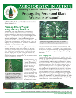 Agroforestry in Action: Propagating Pecan and Black Walnut in
