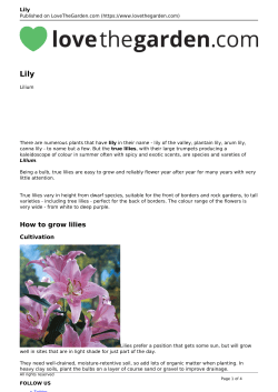 Lily - Love The Garden