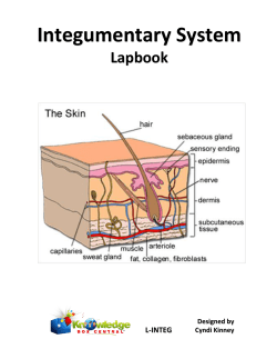 Integumentary System Integumentary System