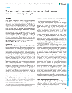 The sarcomeric cytoskeleton: from molecules to motion