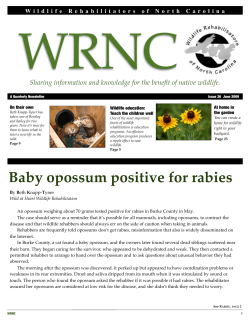 Baby opossum positive for rabies