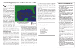 Understanding red tide and its effects on coastal wildlife