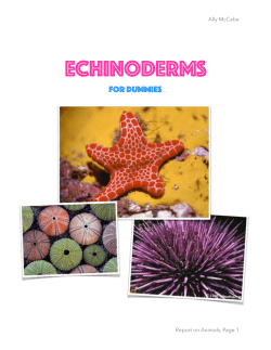 Echinoderms for Dummies
