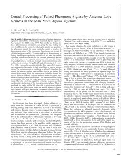 Central Processing of Pulsed Pheromone Signals by Antennal Lobe
