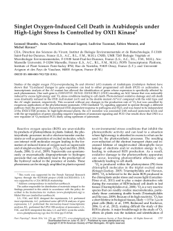 Singlet Oxygen-Induced Cell Death in Arabidopsis under High