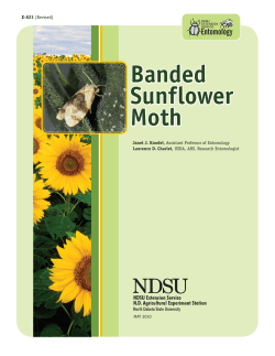 Banded Sunflower Moth - National Sunflower Association