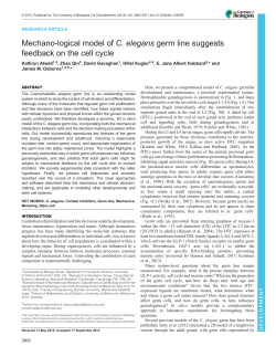 Mechano-logical model of C. elegans germ line