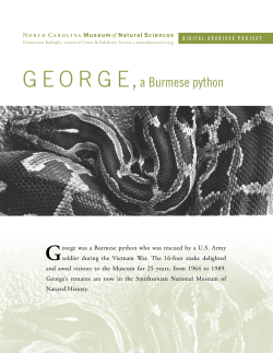 GEORGE,a Burmese python - North Carolina Museum of Natural