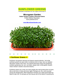 sunflower greens - MICROGREEN GARDEN
