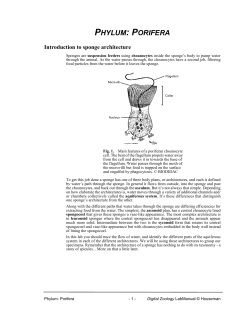 phylum: porifera