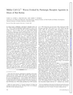 Mu&uml;ller Cell Ca Waves Evoked by Purinergic Receptor Agonists in