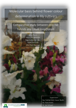 Molecular basis behind flower colour determination in lily cultivars