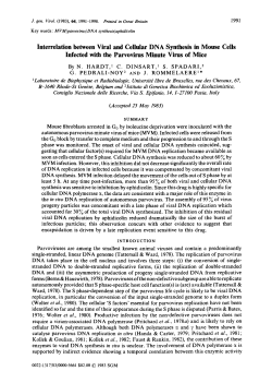 Interrelation between Viral and Cellular DNA Synthesis in Mouse