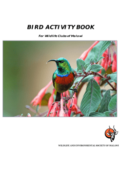 bird activity book - African Bird Club