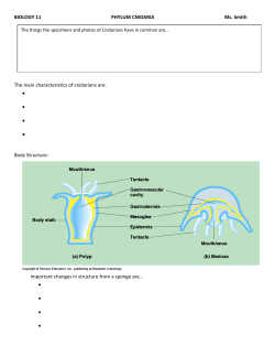 BIOLOGY 11 PHYLUM CNIDARIA Ms. Smith The main