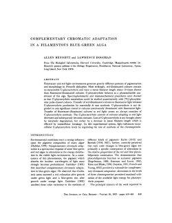 complementary chromatic adaptation in a filamentous blue