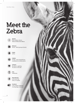 Meet the Zebra