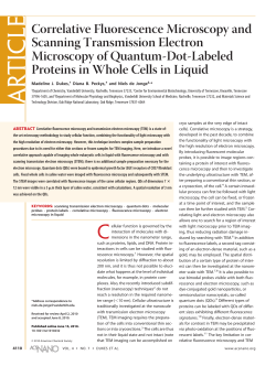Correlative Fluorescence Microscopy and Scanning Transmission