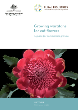 Growing Waratahs for Cut Flowers