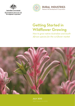 Getting Started in Wildflower Growing