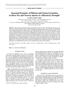 Seasonal Dynamics of Phloem and Xylem Formation in Silver Fir